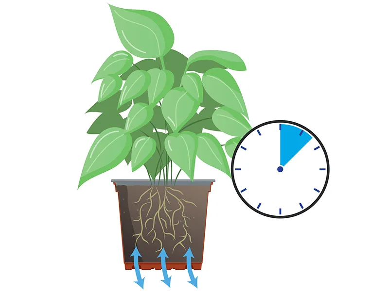 Reducción de tiempo de cultivo